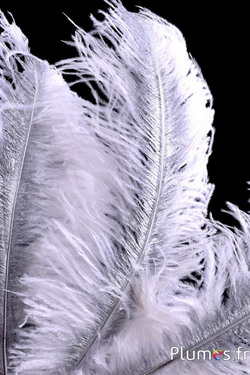 Struis met zilveren schacht – 30-40 cm – wit